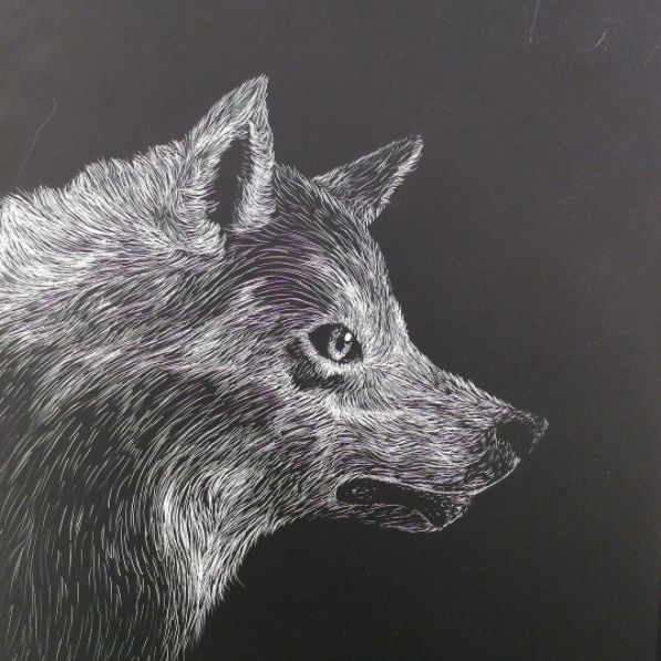 Scratchboard Wolf