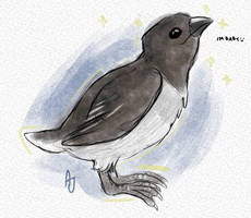 Little Auk - Day 9