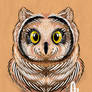 Marsh Owl - Day 16