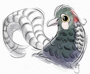 Lady Amherst's pheasant - day 22 #avianaugust