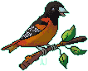 Baltimore Oriole - Day 29 #avianaugust