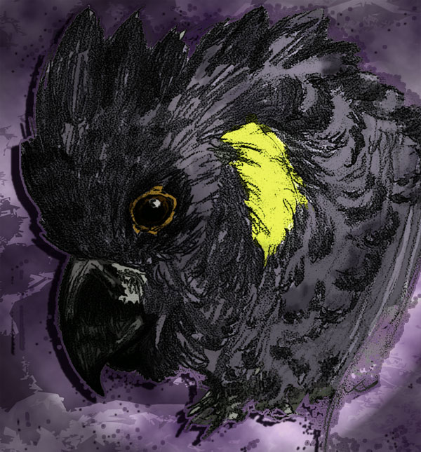 Black Cockatoo sketch color