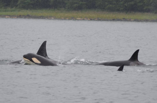 Orcas