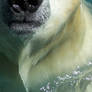 Nose of a Polar Bear