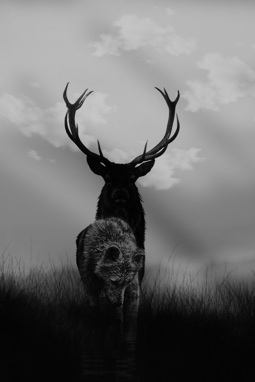 geyik kurt 2 by selimsahan on deviantart