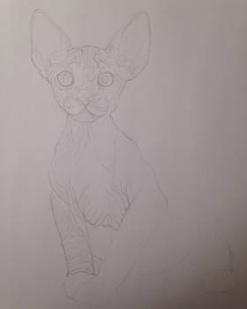 Hairless Cat for an Art Trade