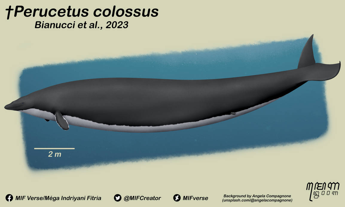 Perucetus Perucetus colossus (Bianucci et al., 2023) by MIFverse on DeviantArt