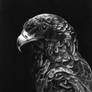 Bateleur Eagle in Ballpoint Pen