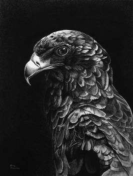 Bateleur Eagle in Ballpoint Pen