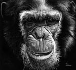 Chimpanzee by ronmonroe