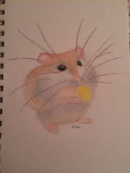 Hamster