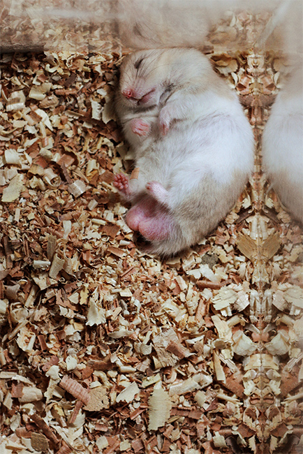 Sleeping Grey Hamster