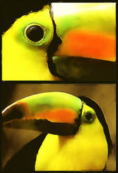 Keel billed Toucan