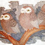 sweet owls