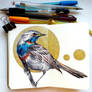 bird136