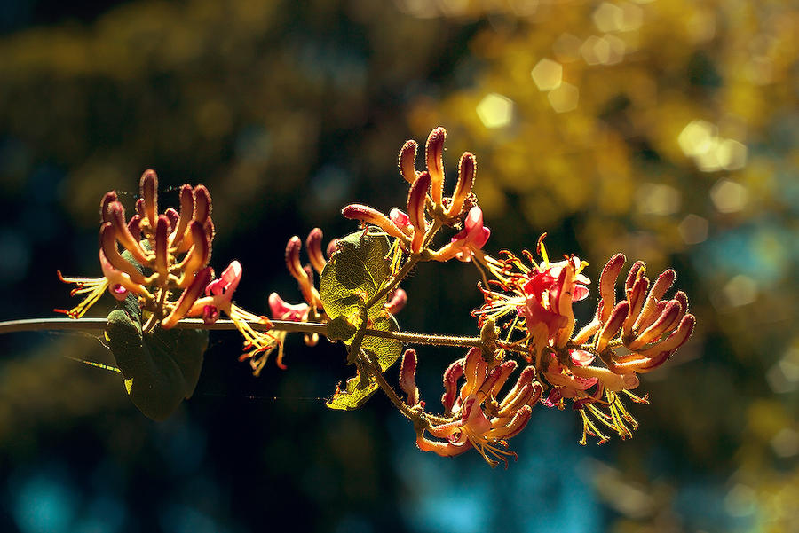 a flower