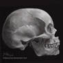 Practise: Skull