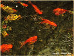 Ripples and Goldfish by BonnieLeeman