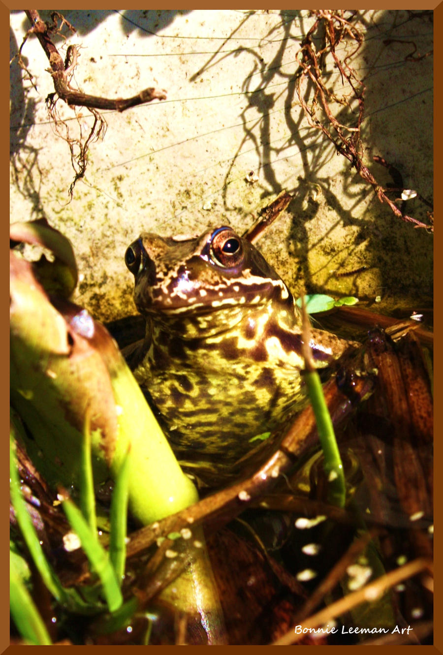 Red-eyed Frog