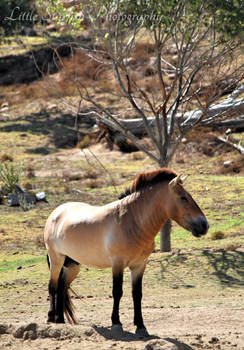 The Last Wild Horse