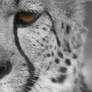 International Cheetah Day 2016