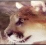 Cougars! Animated Banner