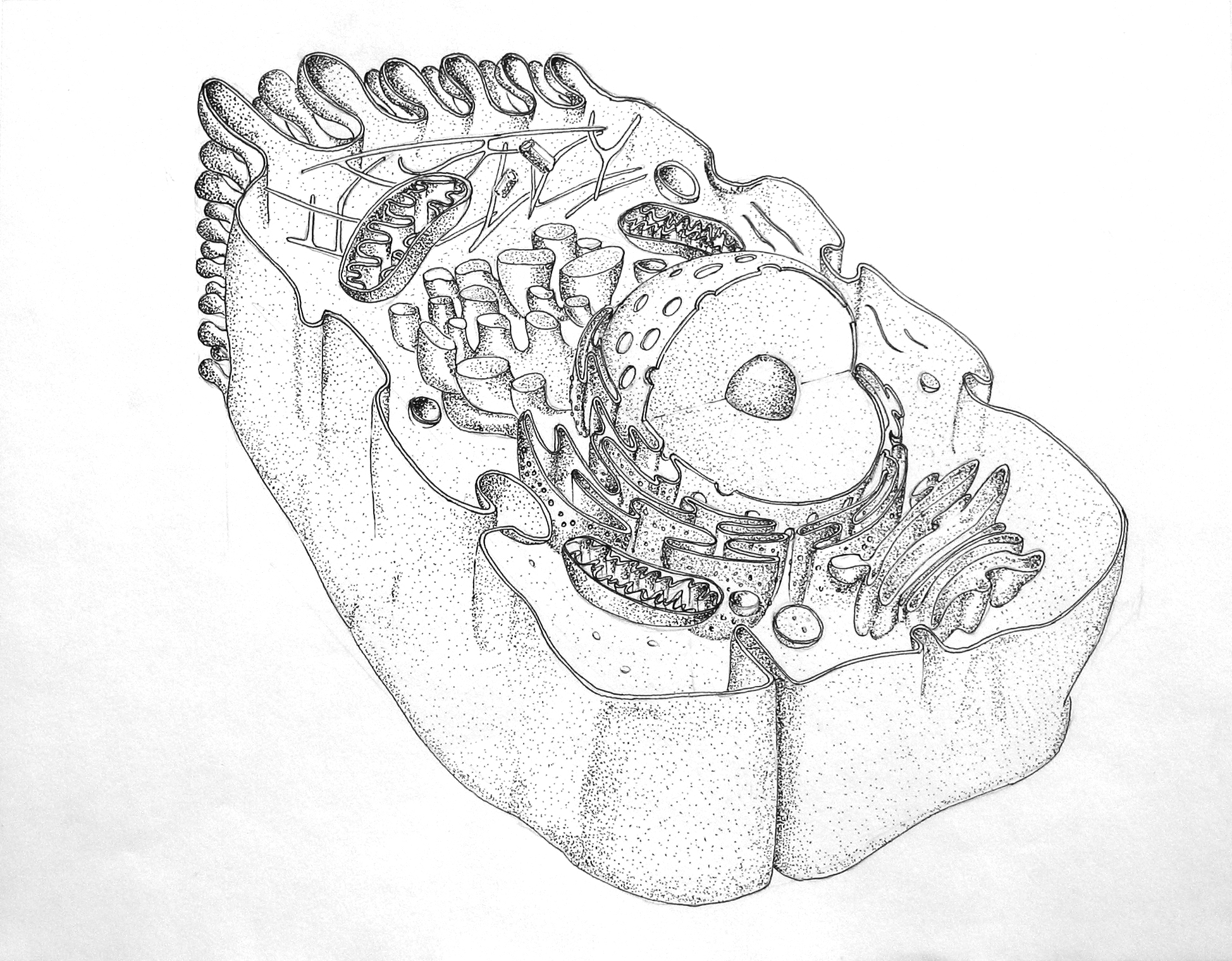 Section of an Animal Cell by TRDArTz on DeviantArt