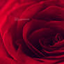 RED ROSE 2