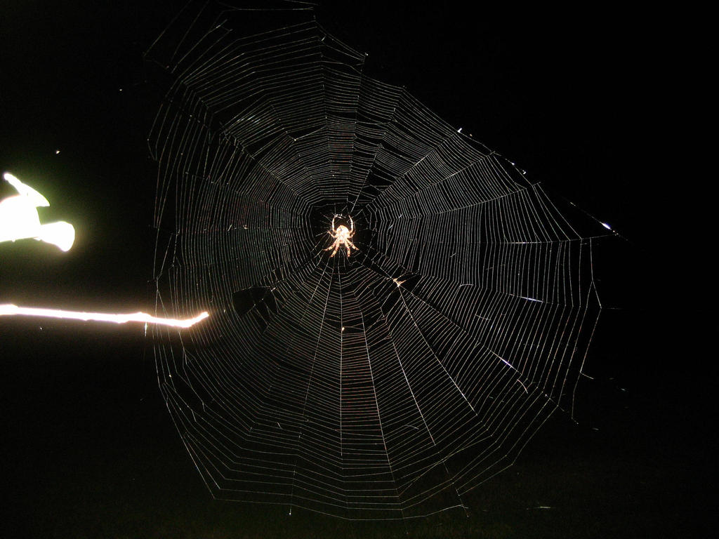 HUGE SPIDER WEB