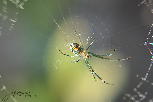 Texas Garden Spider By Mercy Angel On Deviantart