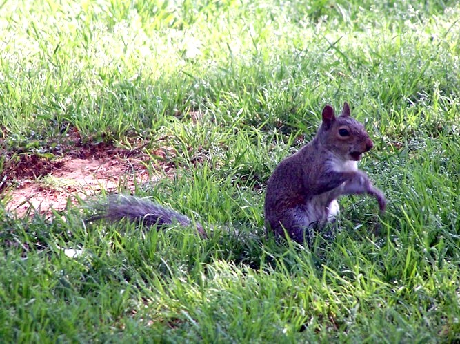 Squirrel 2