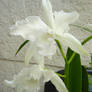 Cattleya alba