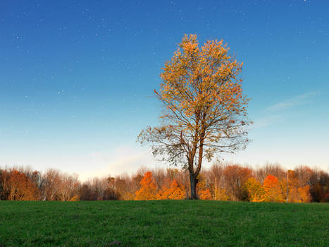 Tree and Stars