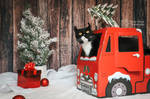 Christmas Cat Photoshoot part 1 by MariePierrePlante