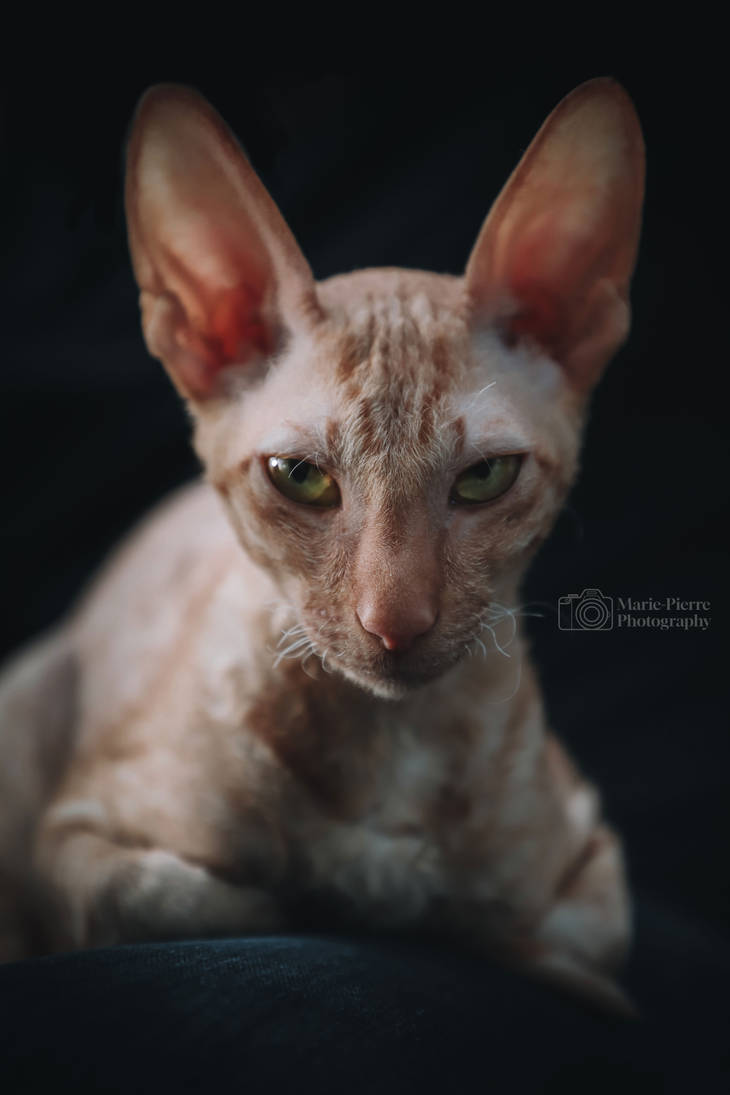 Rex Cator Rex cat by MariePierrePlante on DeviantArt
