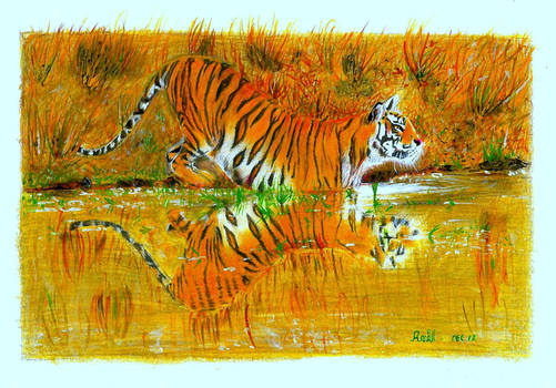 tiger colour pencil drawing by anil ayyakutty