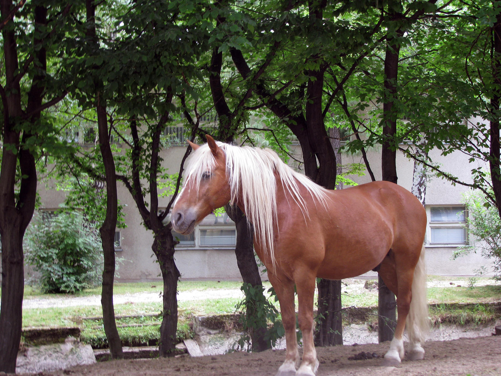 Horse