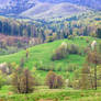 Bucovina's hills