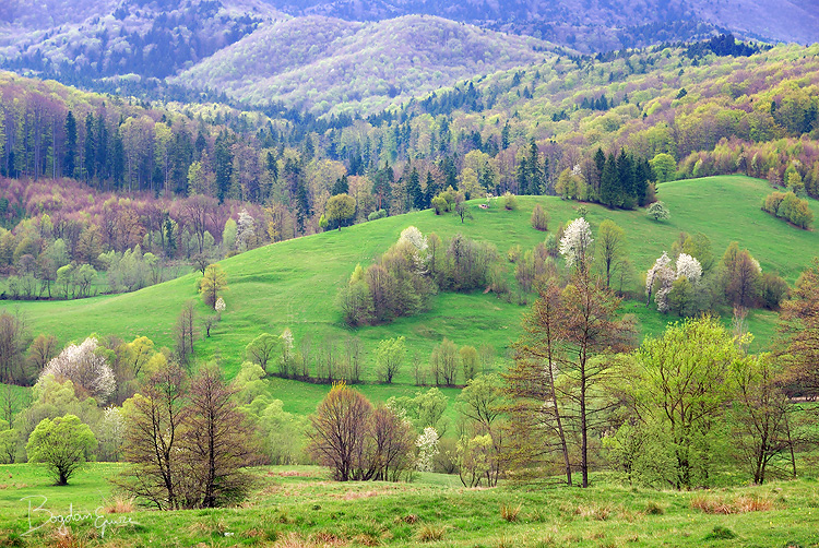 Bucovina's hills