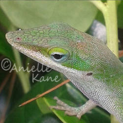 Texas Anole