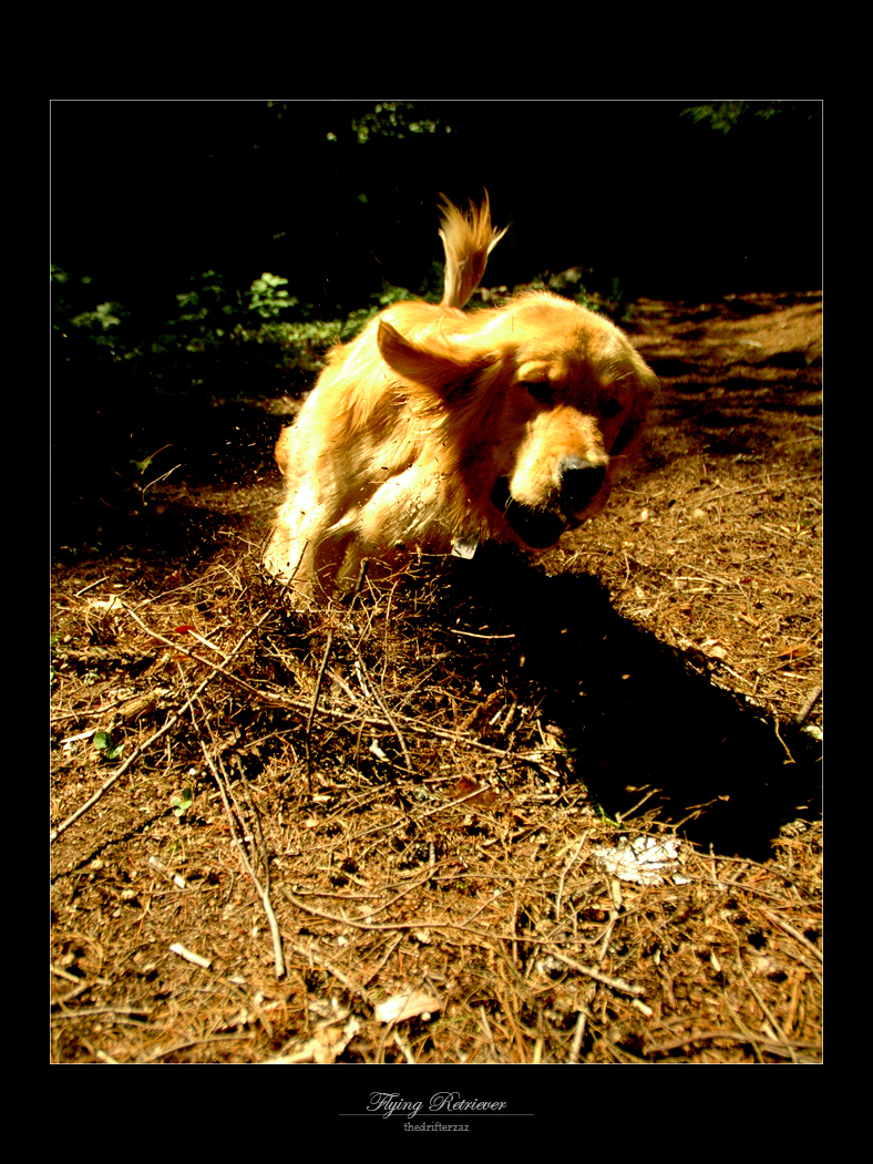 Flying Retriever