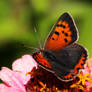 Small Copper