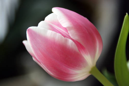 Pink Tulip