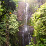 Maui rainforest