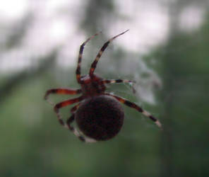 Spider spinning web