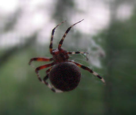 Spider spinning web