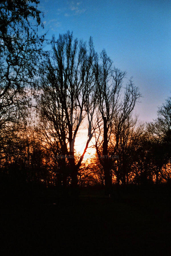 The Light Behind the Trees