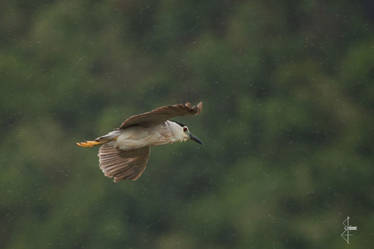 Flying through the rain