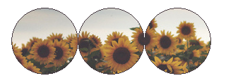sunflower divider by hvrtful on DeviantArt
