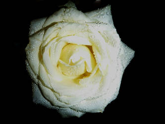 white rose